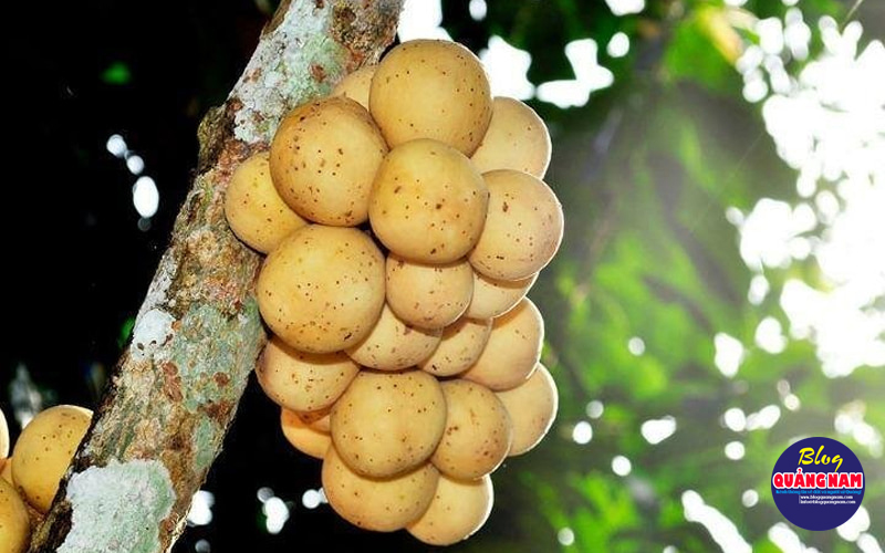 bòn bon Tiên Phước bòn bon Tiên Phước